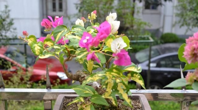  「看起来颇为」茶花蟹爪兰爱嫁接！钻个洞，插根枝，它们开花更具色泽感！