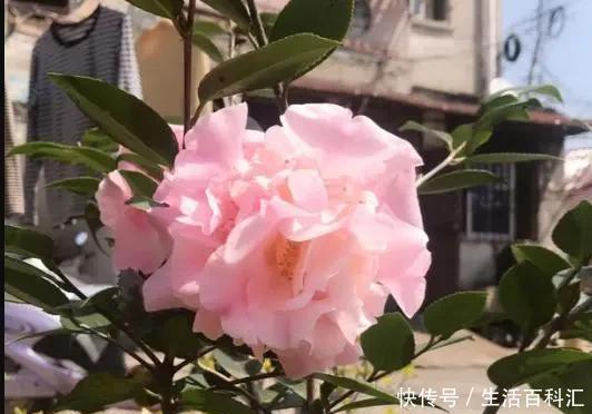 常见|花市常见的7种花,买回家总是养不活