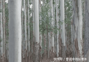 农村里种上这种树, 不少农民都后悔了, 农村孩子都要知道危害