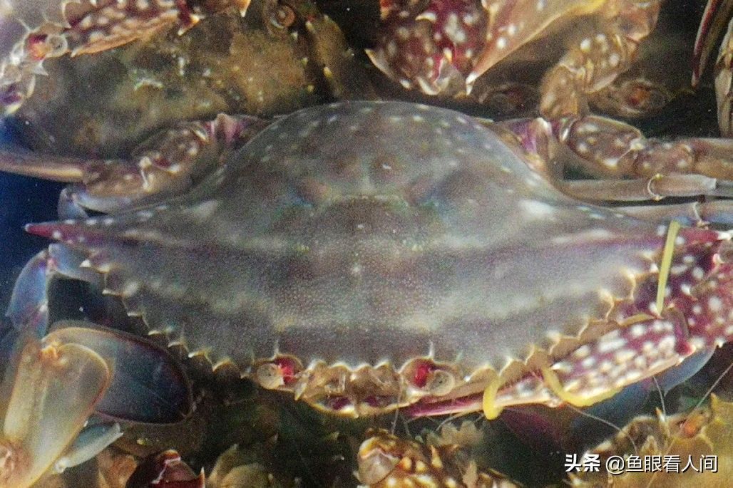 梭子蟹、皮皮虾引领菜市场海鲜新潮 新鲜海鲜替代冰冻成主流