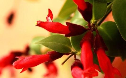  #养花#养花就养“它”，比绿萝好养，花色喜庆，四季有花开，蕊黄瓣艳