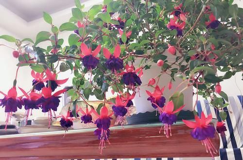  『家里』家里养这几款花，沾土就活，开花一簇一簇，阳台变成“大观园”