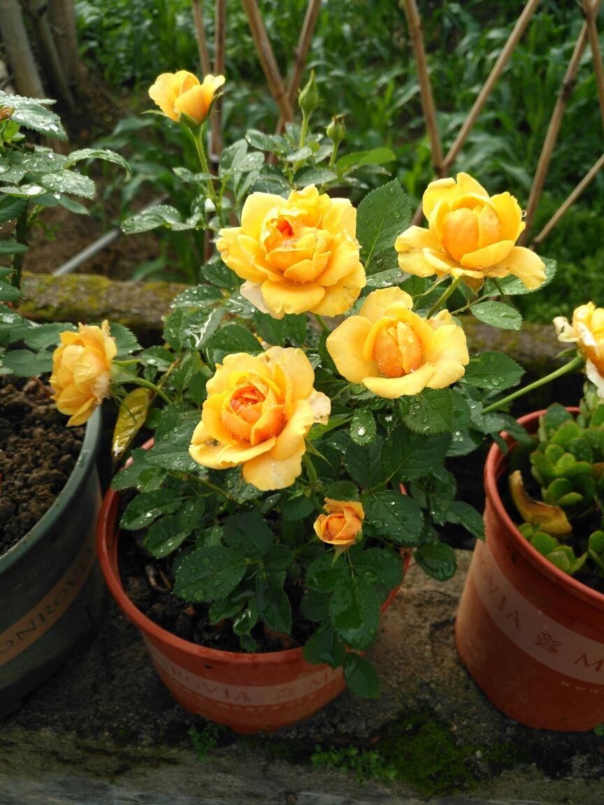  「栀子花」刚买回家的花，掉花苞，黄叶子，修剪一下还能活
