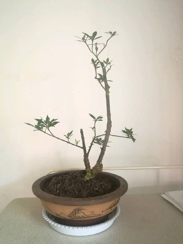  「子花小」有材料就有小盆栽，欣赏几盆大叶栀子花微盆景，短小精悍造型精美