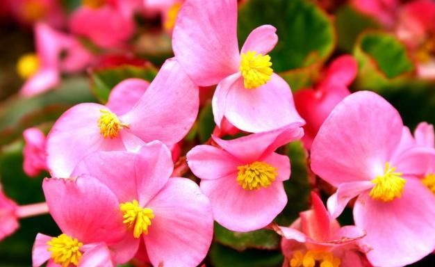  【红艳艳】养四季海棠，5月爱吃“醋”，花芽满枝乱窜，花开一年“红艳艳”