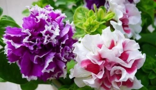  『茉莉花』4种花是花中劳模，一年四季开花不断，盛开时繁花似锦，花色美艳