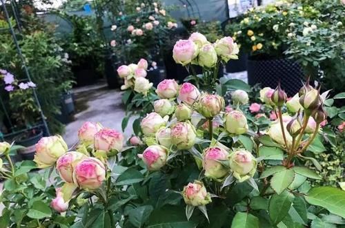  『春天』这么美的“花”就得现在种，二三棵就好，春天刚好发