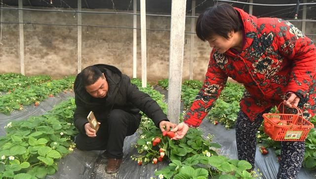  [草莓种植]农民种植草莓，春节期间生意火爆，采摘40元一斤，进棚随便吃