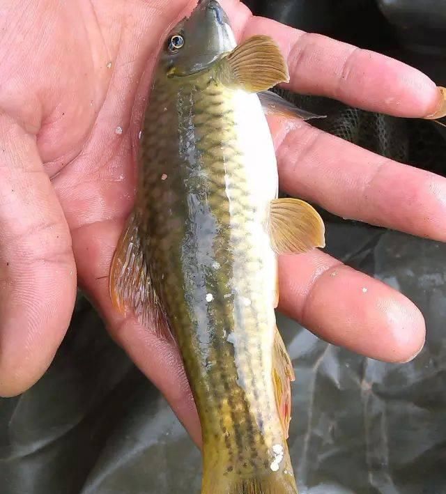  『生长』此鱼生长极其缓慢，3年才能长到30厘米