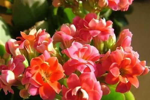  花园：阳台养三种植物，不需要管理，就能长成小花园，心里美滋滋