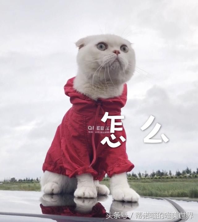 刘二豆再次复出澄清谣言，牵动了多少人心？