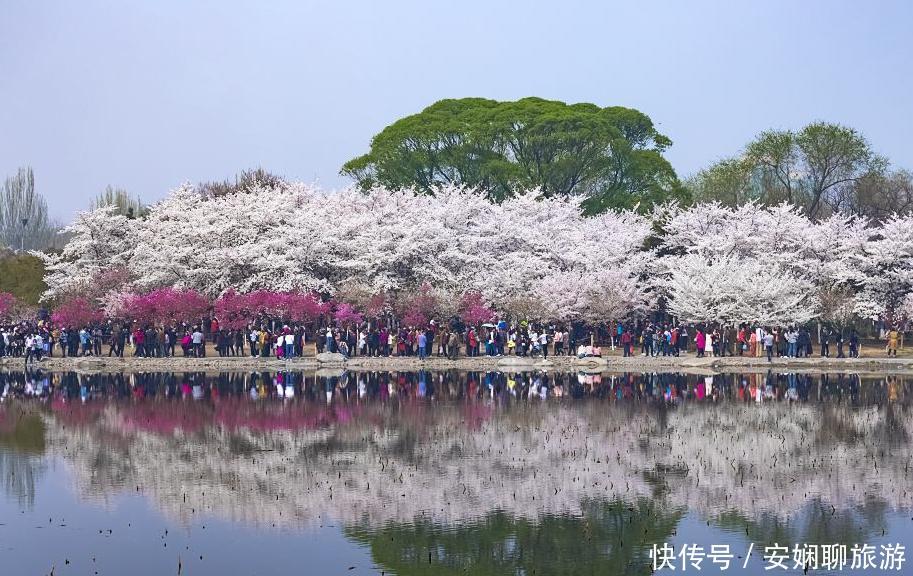 10万游客挤爆玉渊潭公园赏樱，游客：手机都“罢工”了