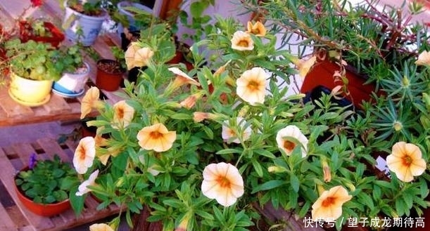  『光照』此种植物开花似小喇叭，五颜六色、数量多，多做垂盆花卉观赏