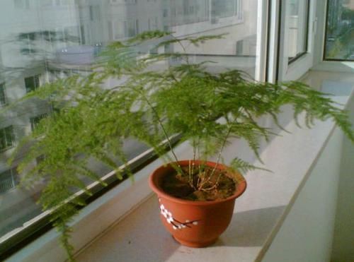 『吸毒草』乡间趣事!这4种花,叶片绿油油,看着就舒心,养家中还能净空气、吸甲醛