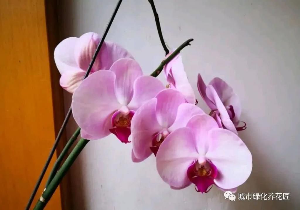  居然■蝴蝶兰的根系绿色好还是白色好？蝴蝶兰的根系居然能进行光合作用