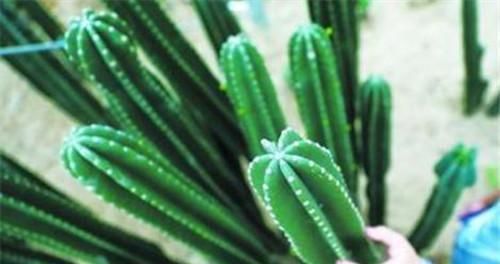  『仙人掌科植物』龙骨、量天尺、令箭荷花，是同一种植物吗？养护方法有什么不同？