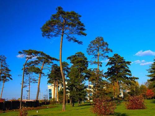 神秘的长白山上，神秘的“美人松”，离开这里就不能够存活下来