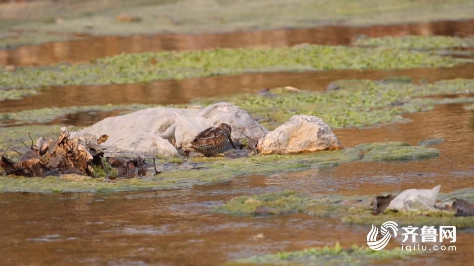 39秒丨潍坊发现一种山东较罕见鸟类 你认识吗?