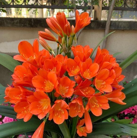  补肥：君子兰缺不缺肥，一眼看穿，这样补肥叶亮花开多