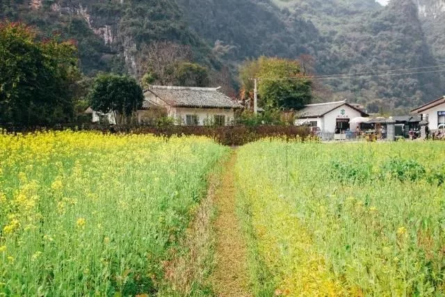 中国最美的油菜花海,油菜花逐渐“染黄”了神州大地