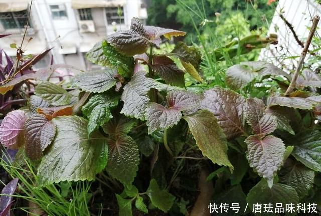  花盆@春天来了，酸咪草都开了，紫苏都种活了！