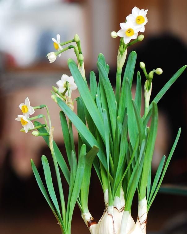  【解决】养水仙花盆景，最怕花苞干枯没生机，怎么解决最正确？