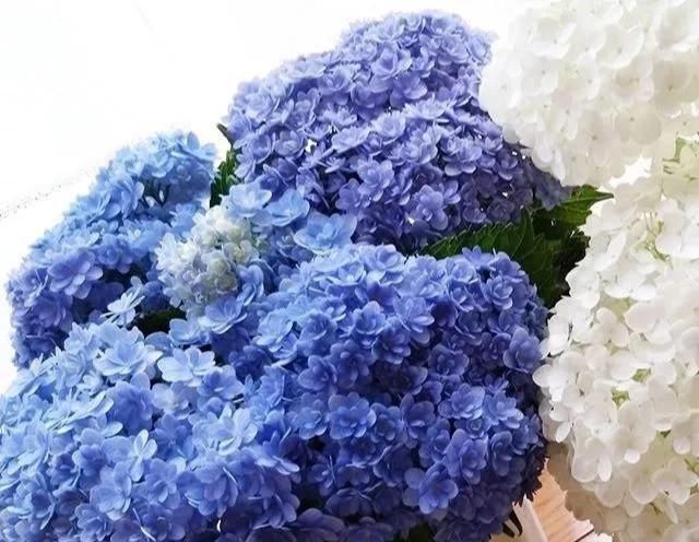  『花手鞠开花』绣球中的“战斗鸡”，重瓣花手鞠，一个花头2个大，比无尽夏还牛