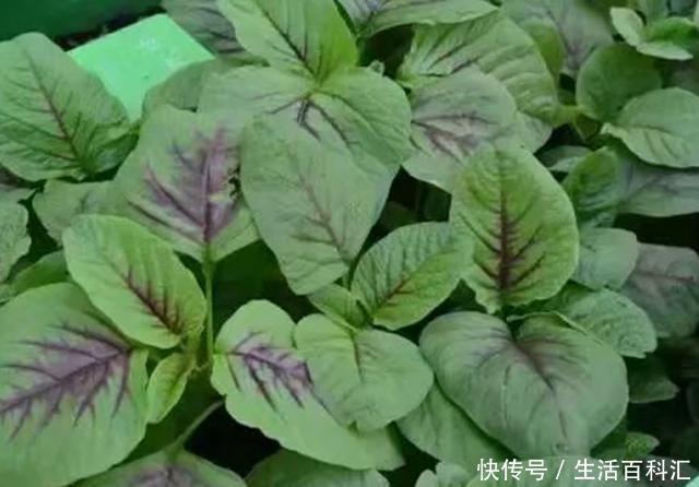 【蔬菜】此种蔬菜以前被当成野草,现在很多人盆栽养护,盆栽要做好4点