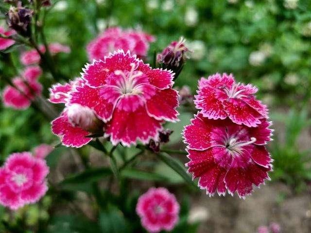 「石竹花」有院子一定要养石竹,皮实好养,来回踩都不死,夏天开出花海