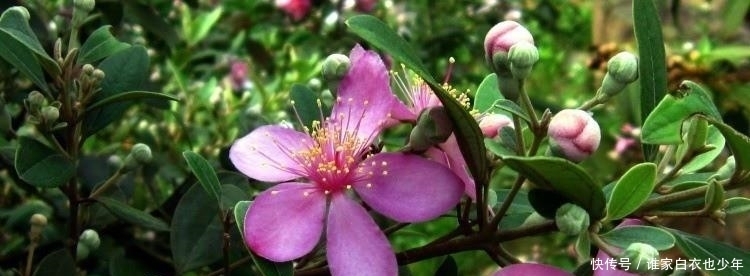  就特别|山上随处可摘到的捻子，果实黑透才好吃，种院子开花特好看