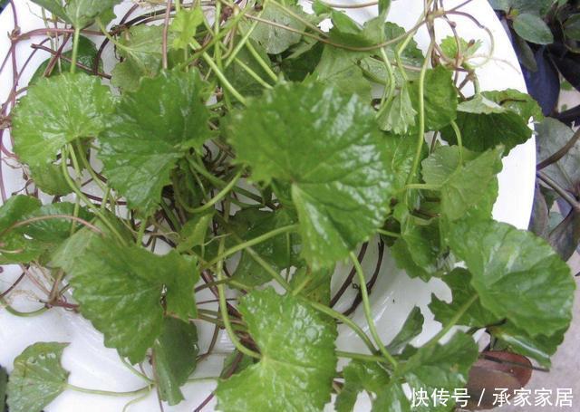 记得|在河边、农地,遇到1种“积雪草”,记得保护起来,如今珍贵!
