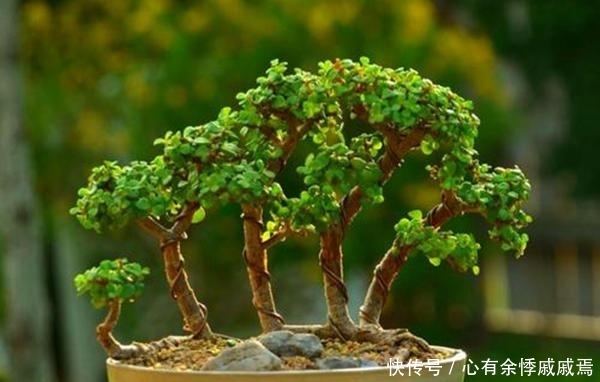  金枝玉叶：这3种花养成“盆景”价值翻倍，颜值高造型美，谁都试一试