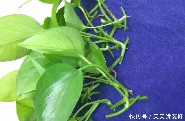 『绿萝』养花技巧:春天赶紧扦插绿萝,扯根枝插3盆,5种方法个个好活!