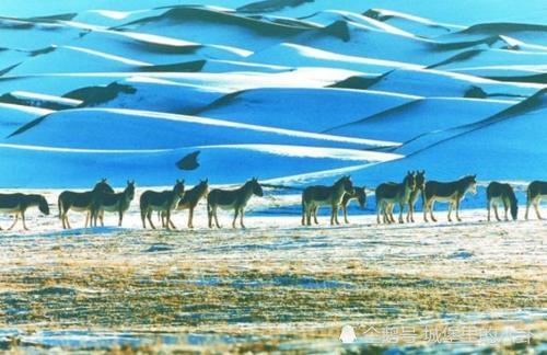 国内目前最大的无人区,人类难以生存,可却是动物的天堂