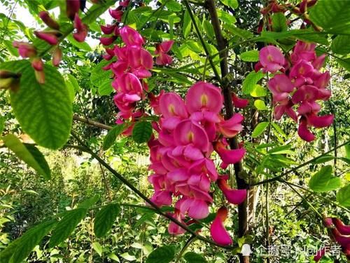  「宛如」一年一度槐花开，紫槐更比洋槐美，宛如紫葡挂满枝