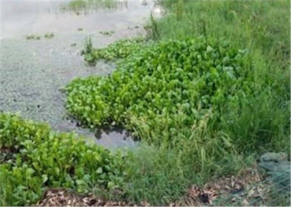 此植物引进中国百多年，全身是宝，因为没有天敌，如今已成公敌