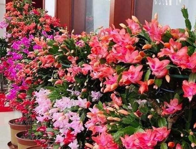  [叶仙]叶仙嫁接蟹爪兰，注意这一点，既能安全度夏，又能长花芽