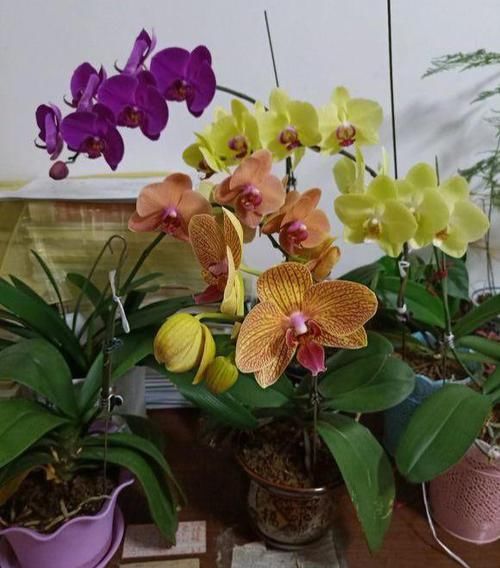 「水苔」这花真“娇气”，杜绝用“土养”，不然一浇水“全烂根”