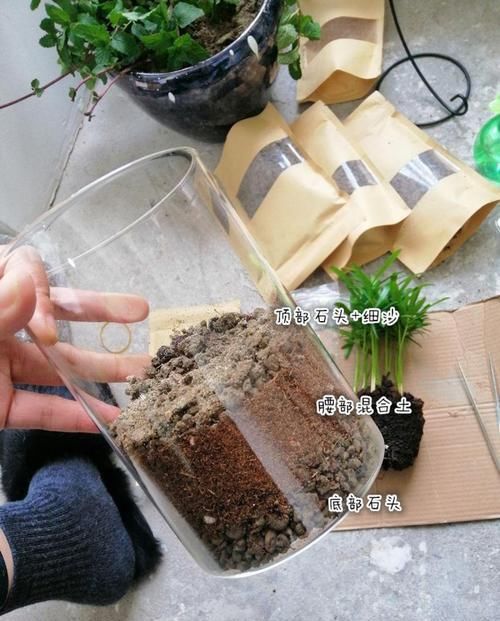  『一大』这花真好养，叶子沾点水就能活，7天爆满一大缸！