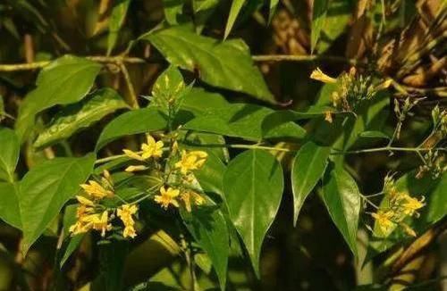 『种植物』遇到此野草不要随意采摘,长相似金银花,其实是古时的断肠草