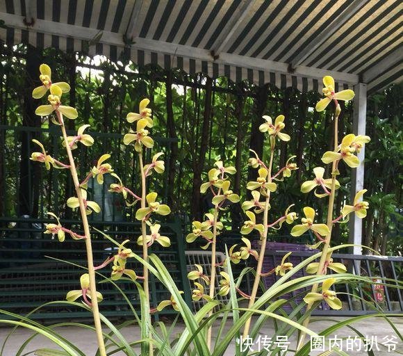  『兰花』春天养兰花最怕啥做错这2点，一年不开花