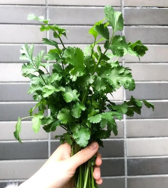  [家里]三月, 家里的植物