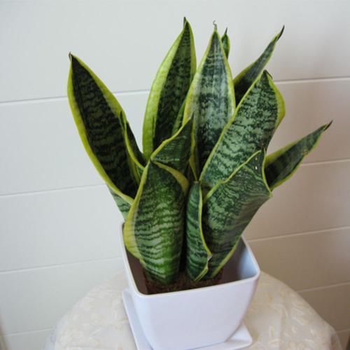  【新房】在新房养这几种植物，再也不用担心被甲醛污染啦！