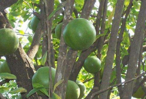 公公种植的西瓜长树上，几米之内无人敢靠近，得知缘由无法淡定