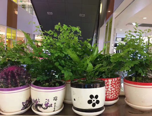  绿萝■阳台别只养绿萝！瞧以下几种绿植，净化空气，大气美观