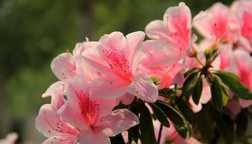 「燃起」余杭燃起“火烧云”,满山的杜鹃花美极了!