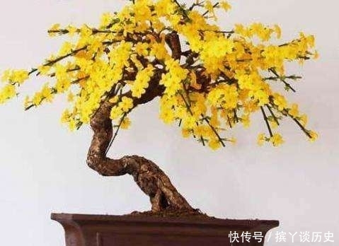  『新品种』如何选择迎春花盆景素材