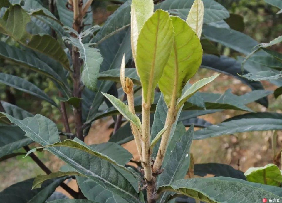 辟谣 | 枇杷新叶有毒致贵人流产?