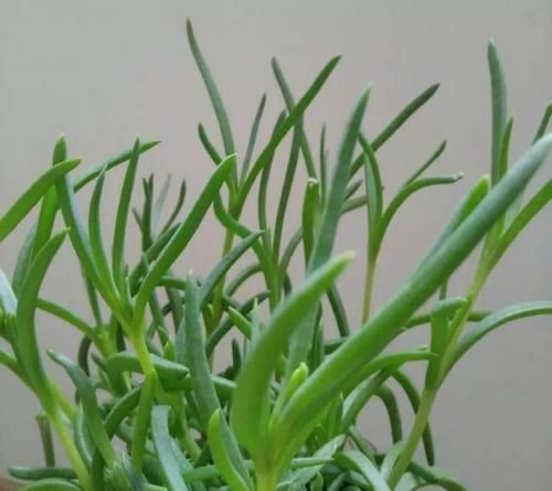  【花钱】4种花太贵别买了，掐个枝就能活，能省不少买花钱！