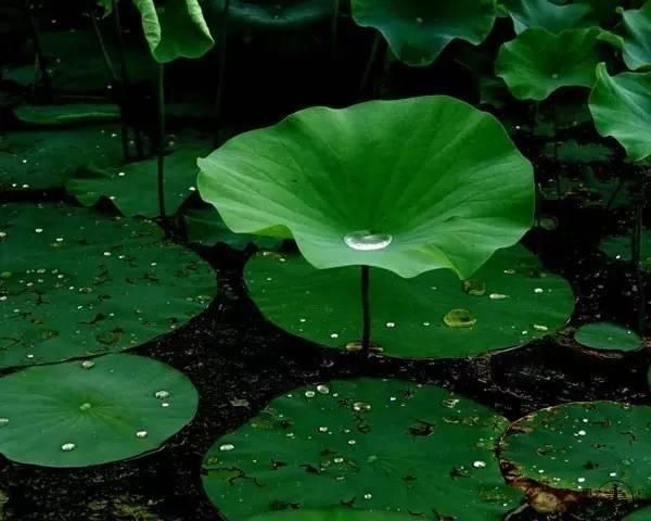  【花中】中国10大名花，哪个是你的最爱？